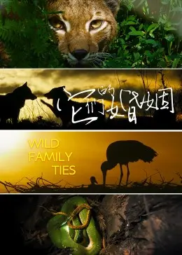 奇异联姻：《它们的婚姻》解读跨界爱情的荒诞与温情